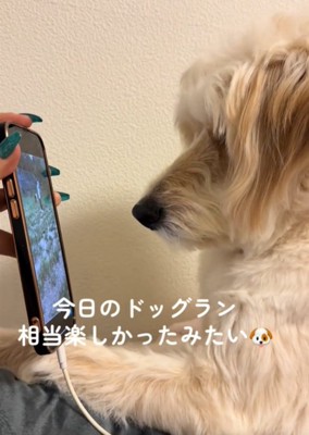 画面を見る犬3
