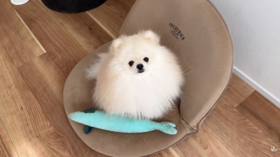 体調不良のレモンさんと優しいポテチくん9