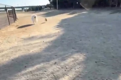 2匹の愛犬が走ってきた