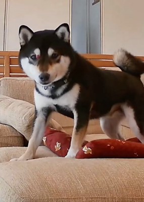 カメラを凝視する柴犬
