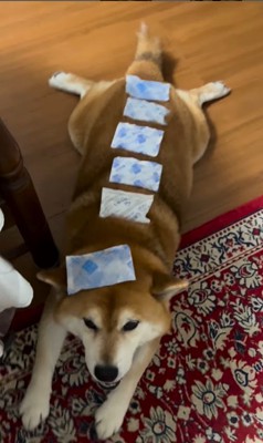 お散歩後のやまと君3