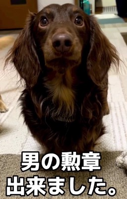 正面を見ている小型犬