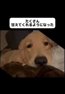 甘えるコロッケくん