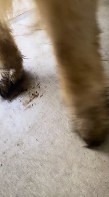 家の中へ進もうとする犬