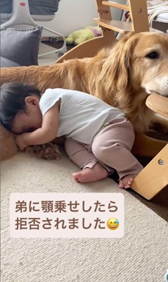 ラジャーくんが息子くんにあご乗せしてみたら8