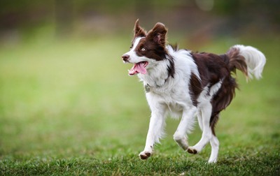 元気よく走る犬