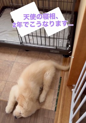 天使のようなブランくん2