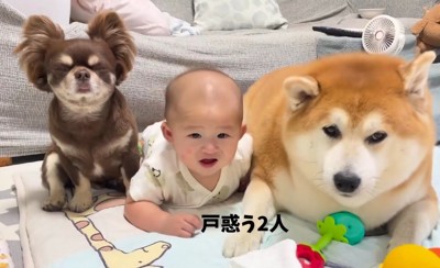 赤ちゃんと柴雄くんと茶太郎くん9
