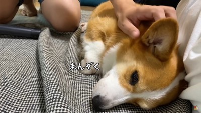 なでられて横になる犬