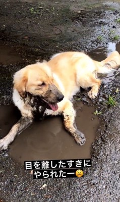 水溜まりに入るむぎちゃん6