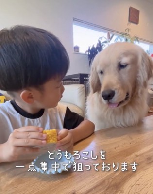 とうもろこしは絶対に食べたいエルさん