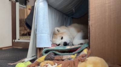 自分の部屋の中で遠い目をしながら寝そべる犬