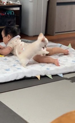 赤ちゃんとちわわのもこちゃん