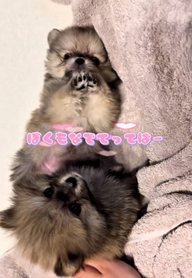 もっと撫でてほしいテディ君