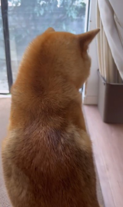 犬の後ろ姿