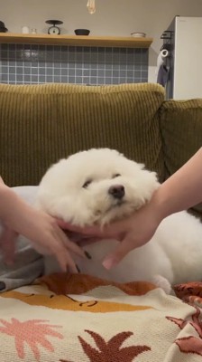 家族の手の上にあごを乗せて、家族の顔を見上げる犬