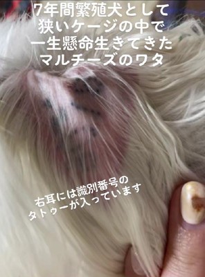 耳裏のタトゥーは識別番号