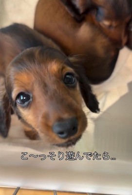 投稿者さんを見る子犬