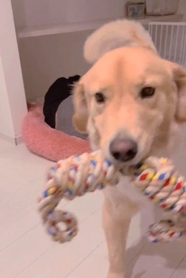 ママに報告に来るメルくん