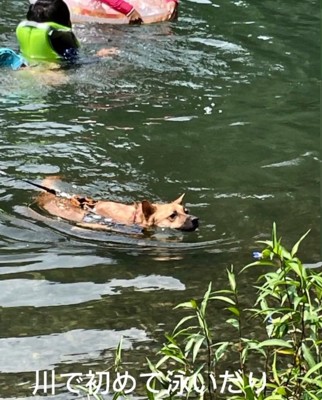 川で泳ぐラムちゃん