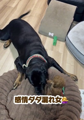あずきちゃん、尻尾ブンブン