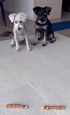 おやつとおすわりする犬