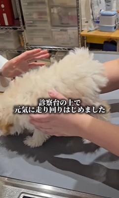 注射後のぱうちゃん9