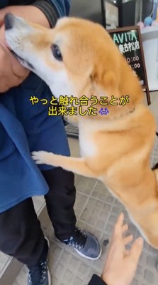 飼い主の手を舐める犬