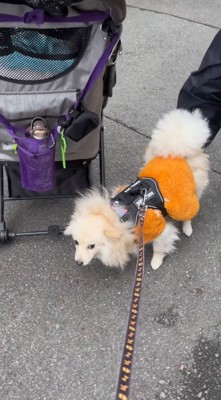 老年男性から体を離して4本足で立つ犬