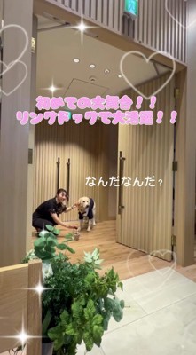 式場の中を見て動きを止める犬