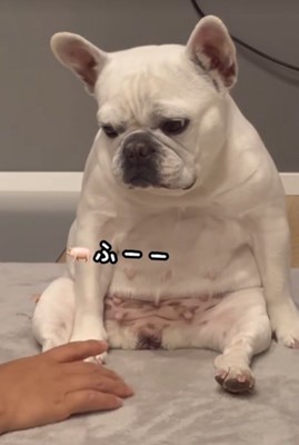 ため息をつく小型犬