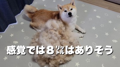 圧巻の抜け毛!!