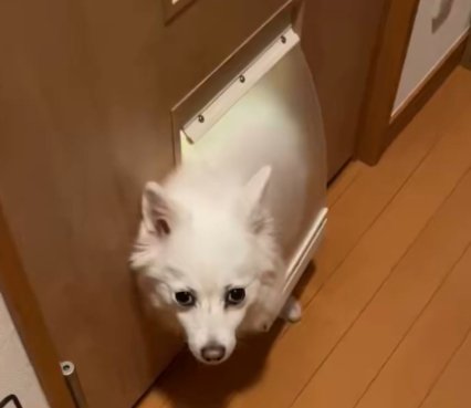 犬はもう