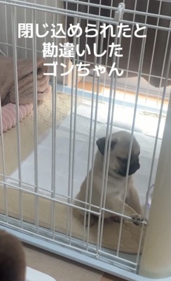 横を向く犬