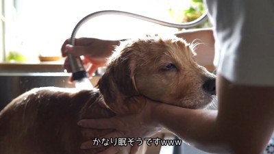 るこる君の初シャンプー5