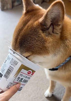 ヨーグルトを食べる犬2