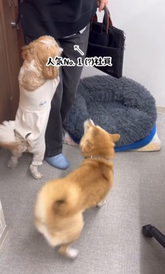 社員さんを歓迎するフクちゃん＆マロちゃん3