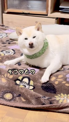 こちらをガン見する柴犬