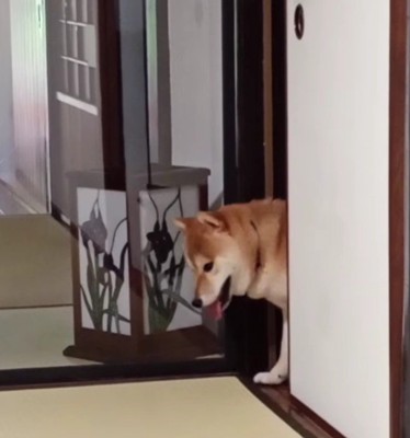 看板犬特訓中