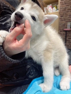 甘噛みするきなこちゃん