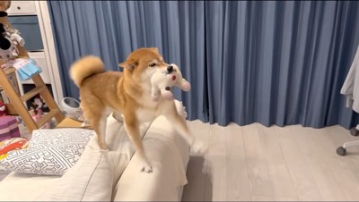 上げた片足を下げる犬