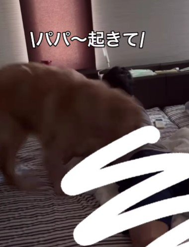 「パパ!起きて!!」