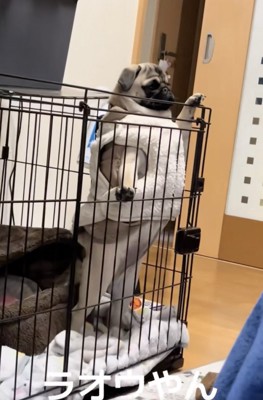 夜は着込むというアメリちゃん