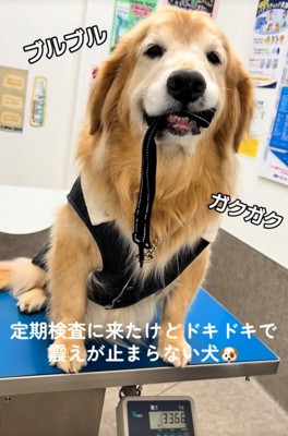 震える大型犬3
