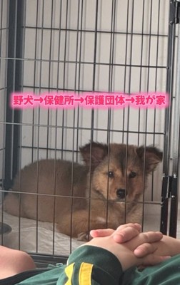 元野犬のクルミちゃん