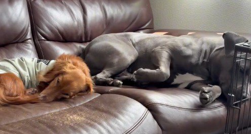 茶色い犬の隣で眠る黒い犬