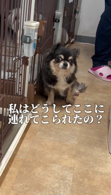 床に座る犬