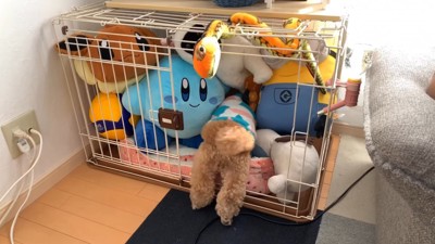 いちごちゃんのケージにぬいぐるみを入れたら8