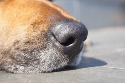 犬の鼻先