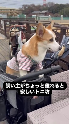 寂しがり屋なトニちゃん